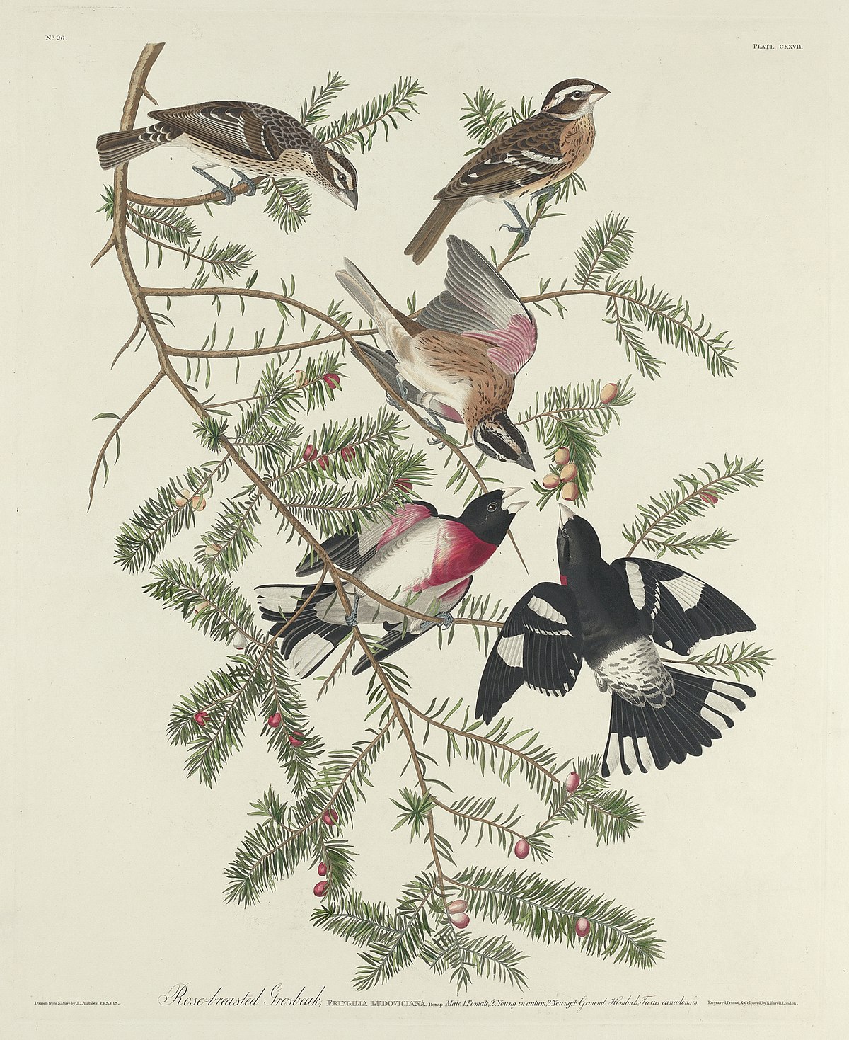 Rose-Breasted Grosbeak by John James Audubon at Smithsonian American Art Museum