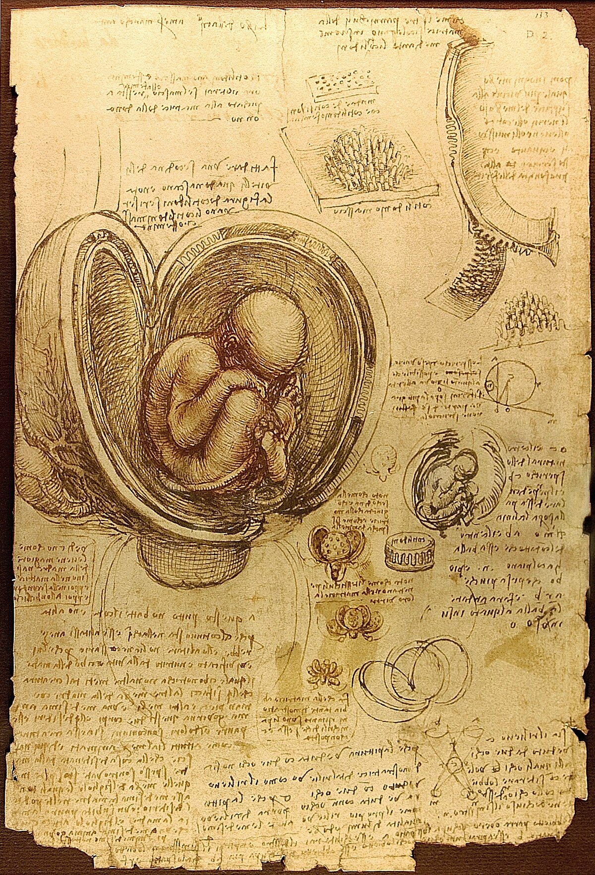 Study by Leonardo da Vinci at British Museum