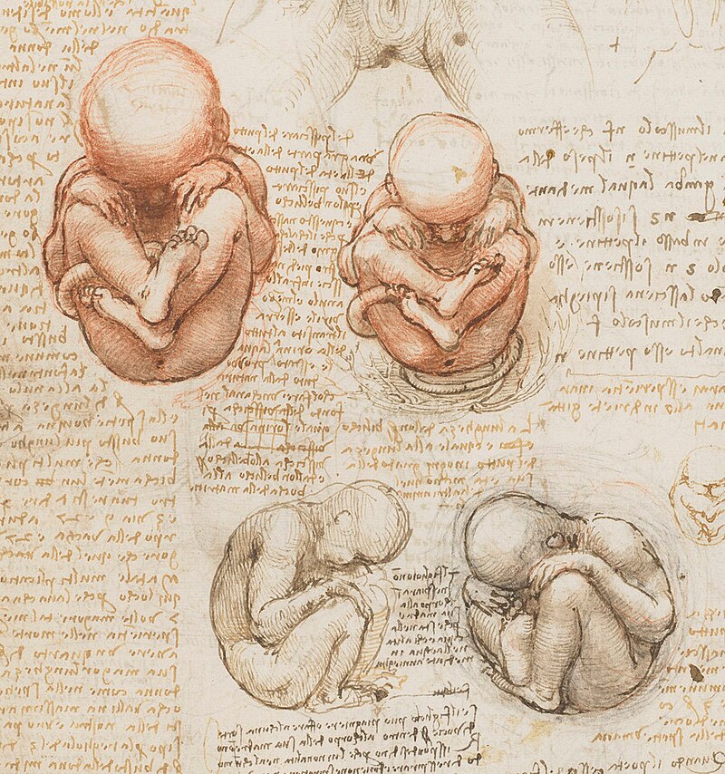 Studies of the Foetus in the Womb by Leonardo da Vinci (1511), Pen, ink, and wash over red chalk