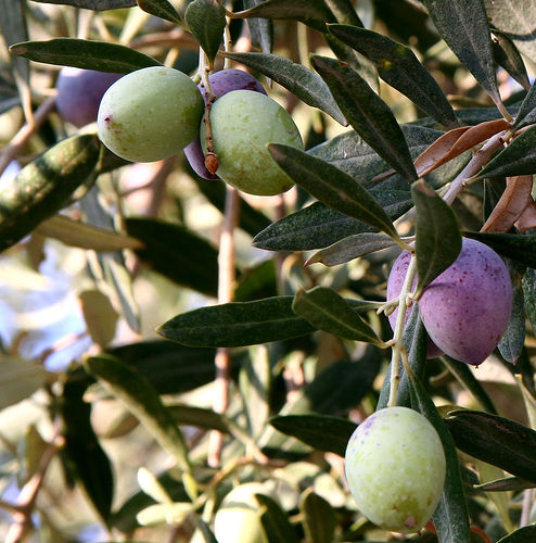 The Olive Trees