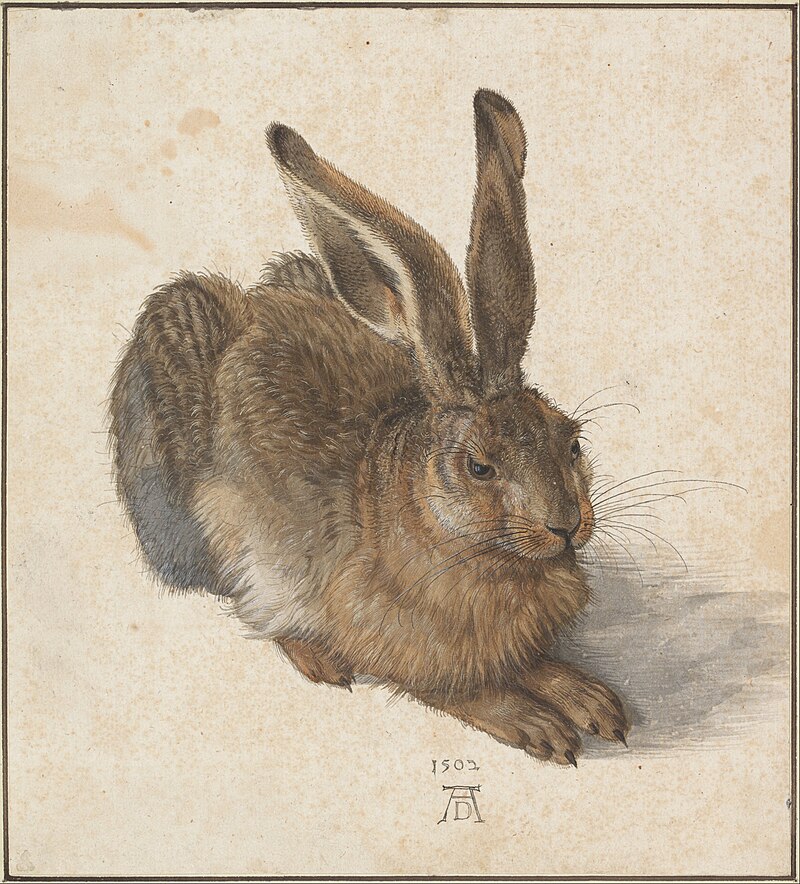 Young Hare by Albrecht Dürer